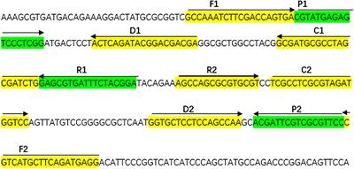 Rapid Detection of Aspergillus fumigatus Using Multiple Cross Displacement Amplification Combined With Nanoparticles-Based Lateral Flow